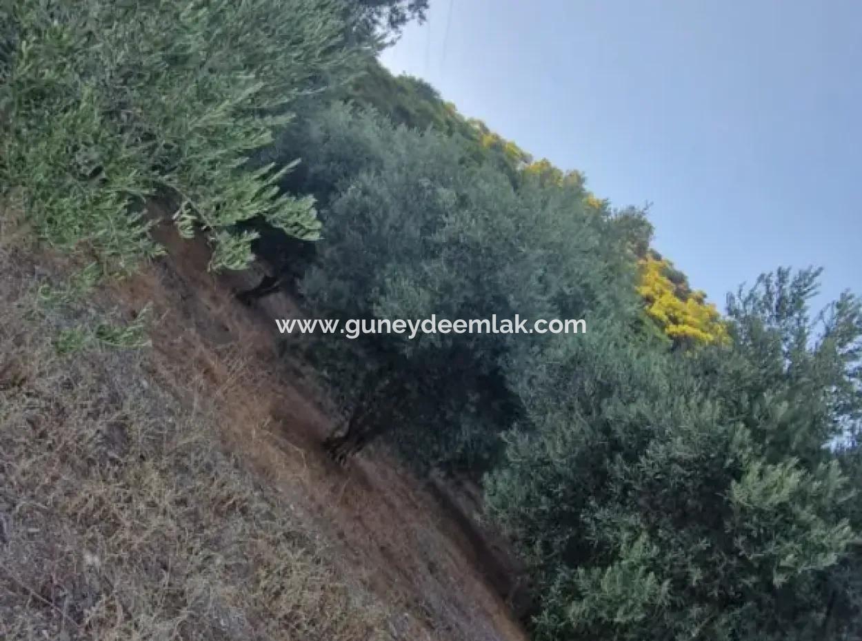 Muğla Köyceğiz Çandır Mah.4 250 M2 Zeytinlik Satılık