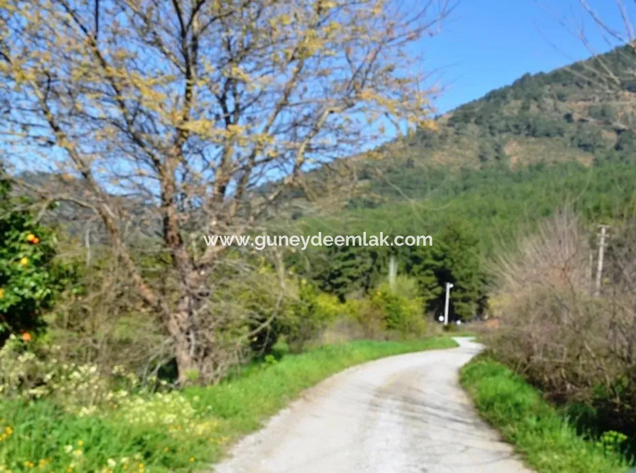 Ortacada Satılık Kelepir Limon Bahçesi