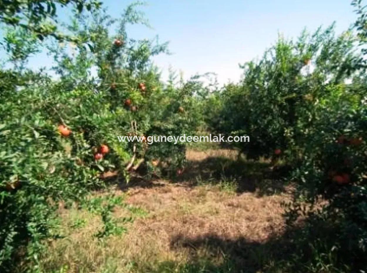 Ortaca Eskiköyde Satılık Kelepir Nar Bahçesi