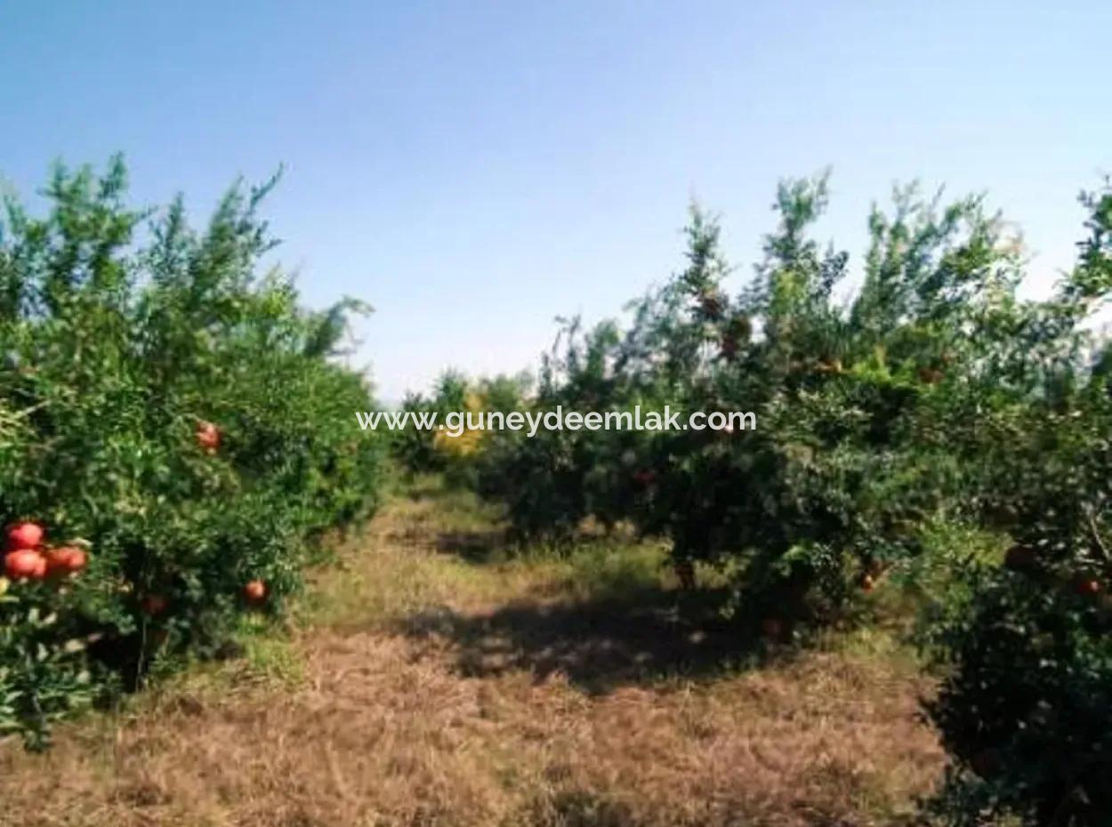 Ortaca Eskiköyde Satılık Kelepir Nar Bahçesi