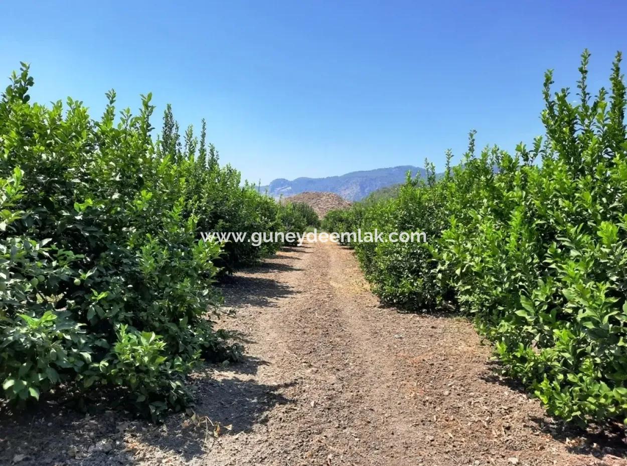 Ortaca Dalaklı Da Satılık Müstakil 2 Katlı Ev