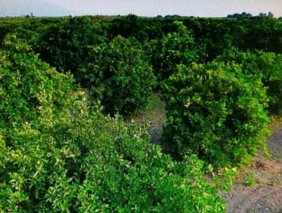 Köyceğiz Toparlar Da Satılık Narenciye Bahçesi, 29 000 M2