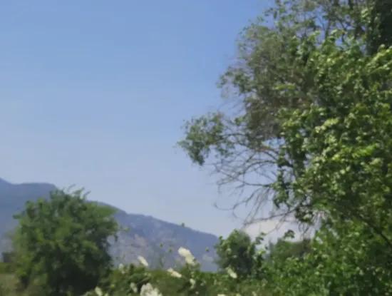 Muğla Güzelyurtta Satılık 15 600 M2 Limon Bahçesi