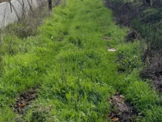 Muğla Köyceğiz Köyceğiz Mahallesinde 11 450 M2 Satılık Tarla