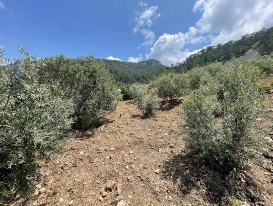 Dalaman Bozbel’de 2.800 M² Rızai Taksimli Arazi Satılık