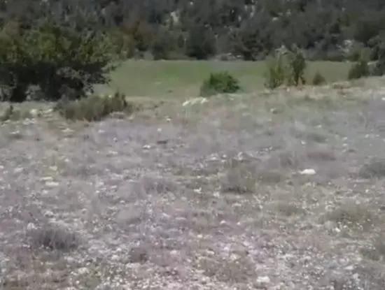 Çameli Ayvacık Ta 2030 M2 Tarla Satılık