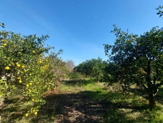 Mugla Dalyan Da 150 M2 İnşaat Hakkı Olan 4 500 M2 Arazi Satılık Veya Dalyan Dan Villa İle Takas