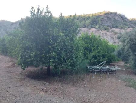 Muğla, Ortaca, Karadonlar Da 1.300 M2 Müstakil 250M2 Konut İmarlı Arsa Satılık