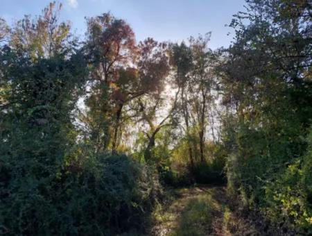 Köyceğiz Toparlar Da  Göle Yakın 9 600 M2 Arazi Satılık