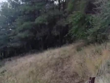 Muğla Ula Çiçekli Anayola Sıfır Yeşillikler İçinde 2. 500 2 Müstakil Tapulu Arazi Satılık.