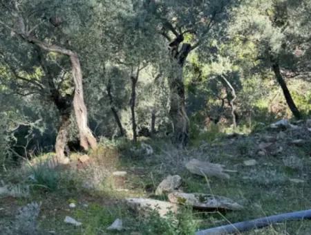 Muğla Milas Da 5 800 M2 Tek Tapu Müstakil Parsel Arazi Satılık