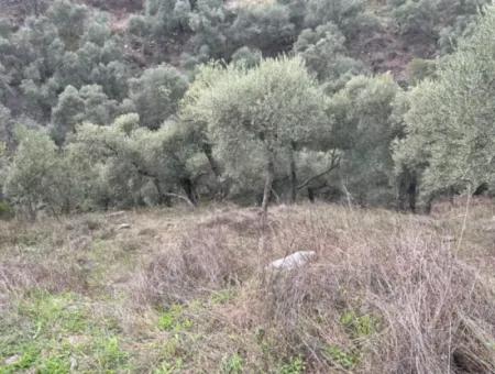 Muğla  Milas Çakıralan  Da 1.025 M2  Nitelik Zeytinlik Olan Arazi Satılık
